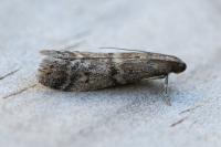 Ephestia woodiella