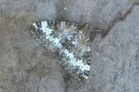 Perizoma alchemillata