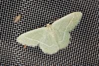 Phaiogramma etruscaria