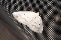 Lomographa temerata