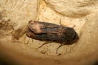 Agrotis ipsilon