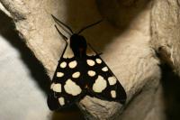 Arctia villica