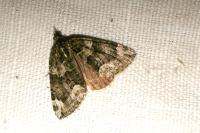 Chloroclysta siterata