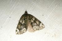Chloroclysta siterata