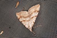 Aplocera