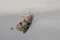 Eudonia delunella