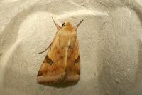 Heliothis peltigera