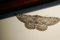 Hypomecis punctinalis
