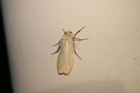Wittia sororcula