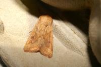 Mythimna vitellina