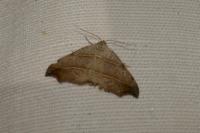 Laspeyria flexula