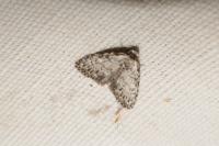 Meganola strigula