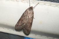 Pachycnemia hippocastanaria hippocastanaria