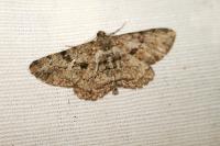 Peribatodes rhomboidaria rhomboidaria