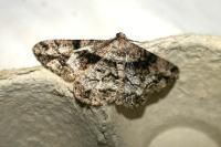 Peribatodes umbraria umbraria
