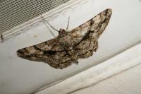 Peribatodes umbraria umbraria