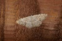 Scopula submutata roseonitens