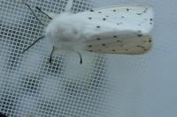 Spilosoma lubricipeda