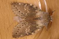 Stauropus fagi