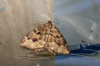 Triphosa dubitata/tauteli