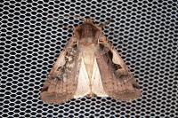 Xestia c-nigrum
