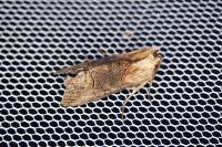 Abrostola triplasia