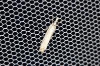 Crambus lathoniellus