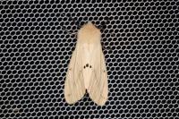 Spilarctia lutea