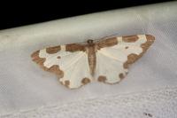Lomaspilis marginata
