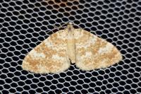 Perizoma flavofasciata