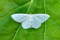 Idaea subsericeata