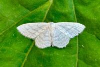 Idaea subsericeata