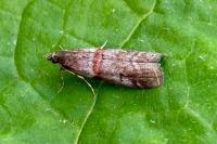 Acrobasis