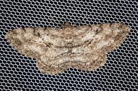 Peribatodes rhomboidaria rhomboidaria