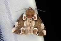 Thyatira batis