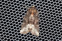 Oligia