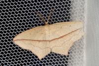 Timandra comae