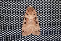 Xestia triangulum