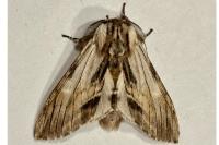 Harpyia milhauseri