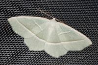 Campaea margaritaria
