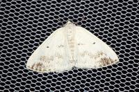 Lomographa temerata