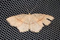 Cyclophora punctaria