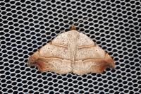 Laspeyria flexula