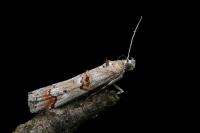 Pempelia palumbella