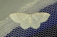 Asthena albulata
