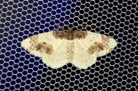 Ligdia adustata