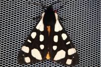 Arctia villica