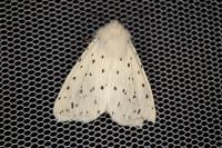 Spilosoma lubricipeda