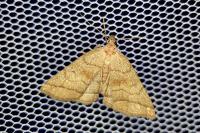 Herminia tarsicrinalis