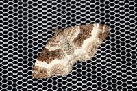 Epirrhoe alternata